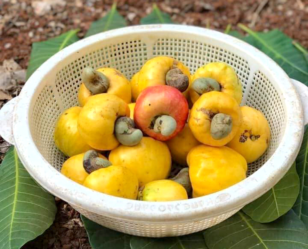 The global source of raw cashew nuts is saturated. Photo: Son Trang.