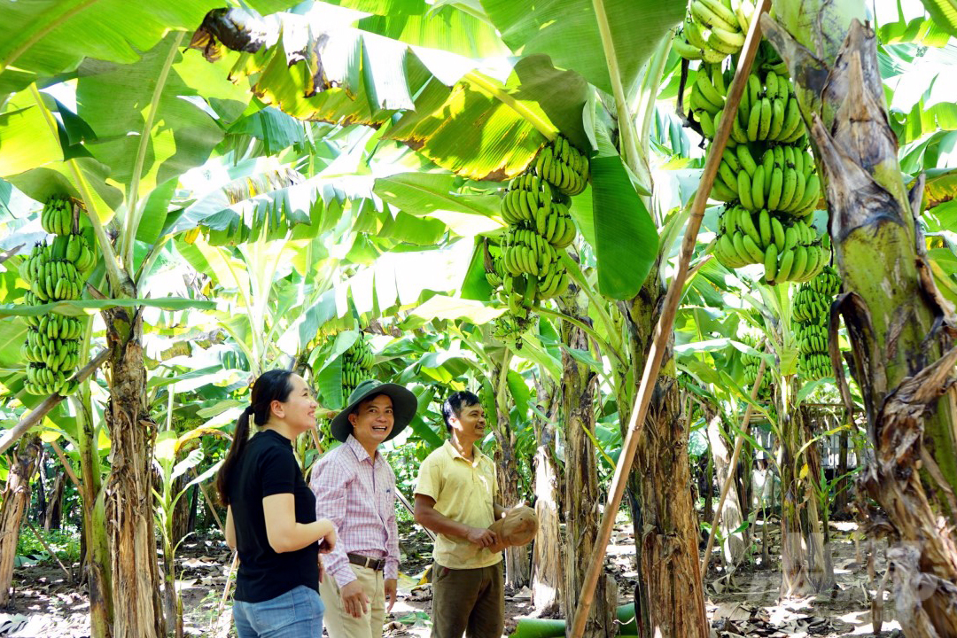 Cán bộ Trung tâm Khuyến nông Quảng Trị trực tiếp hướng dẫn gia đình ông Hồ Văn Tia trồng và chăm sóc vườn chuối. Ảnh: Võ Dũng.