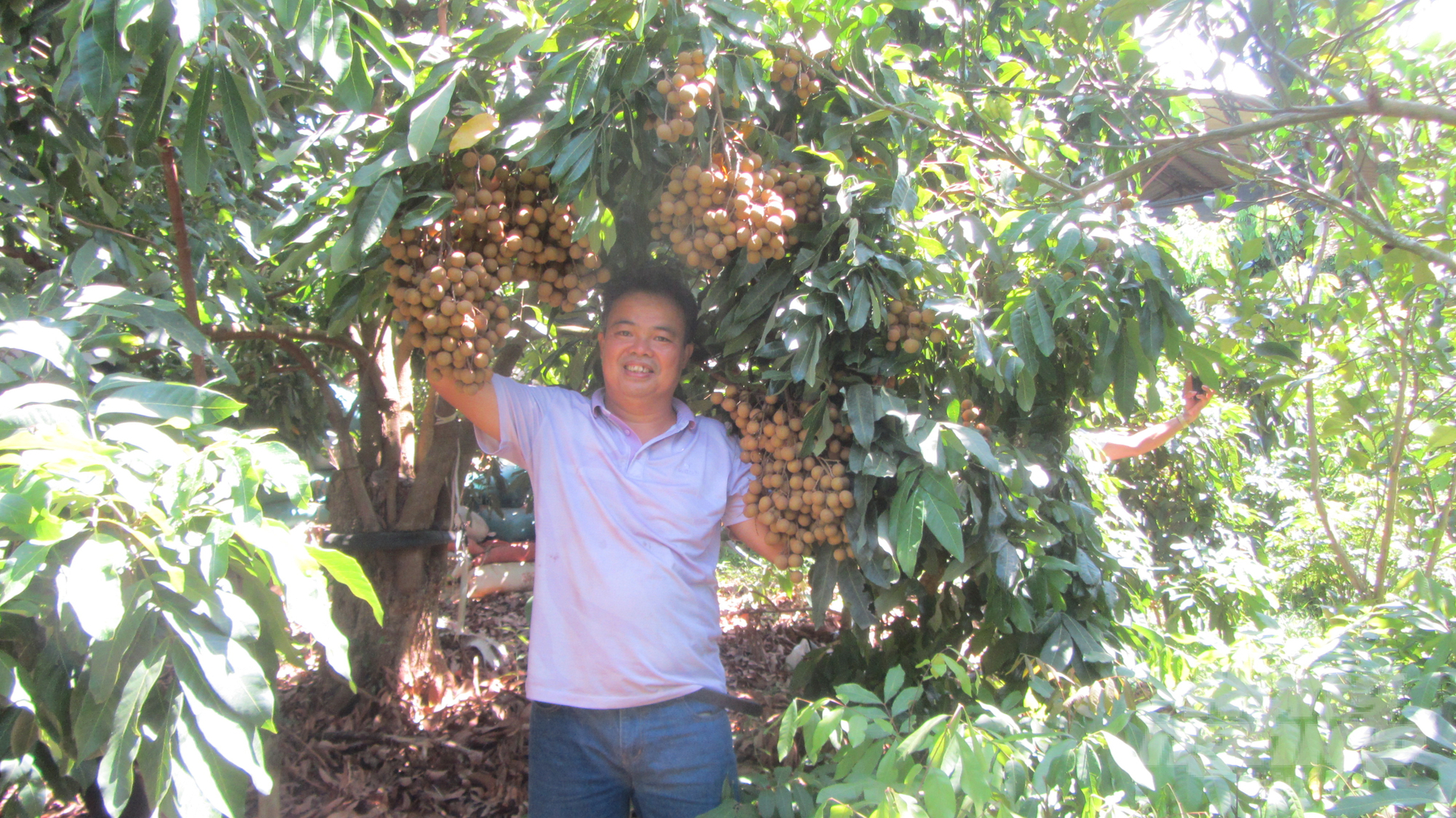  Vườn trồng giống nhãn T6 ở HTX Nuôi ong mật Sông Mã. Ảnh: Hải Tiến.