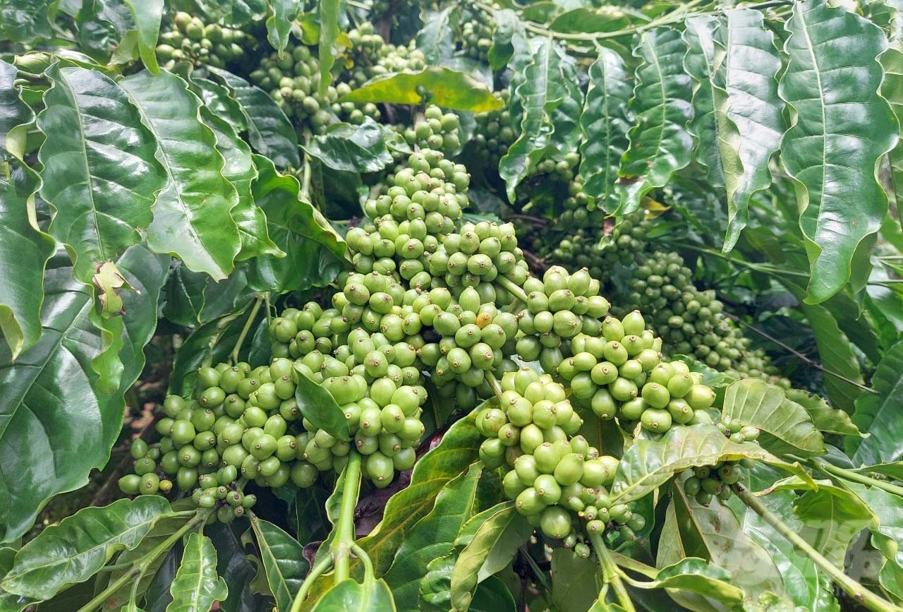 Farmers in Dak Lak are now focusing on cultivating coffee according to standards such as 4C, UTZ Certified, RFA, FLO, etc. to improve product quality. Photo: Minh Quy.