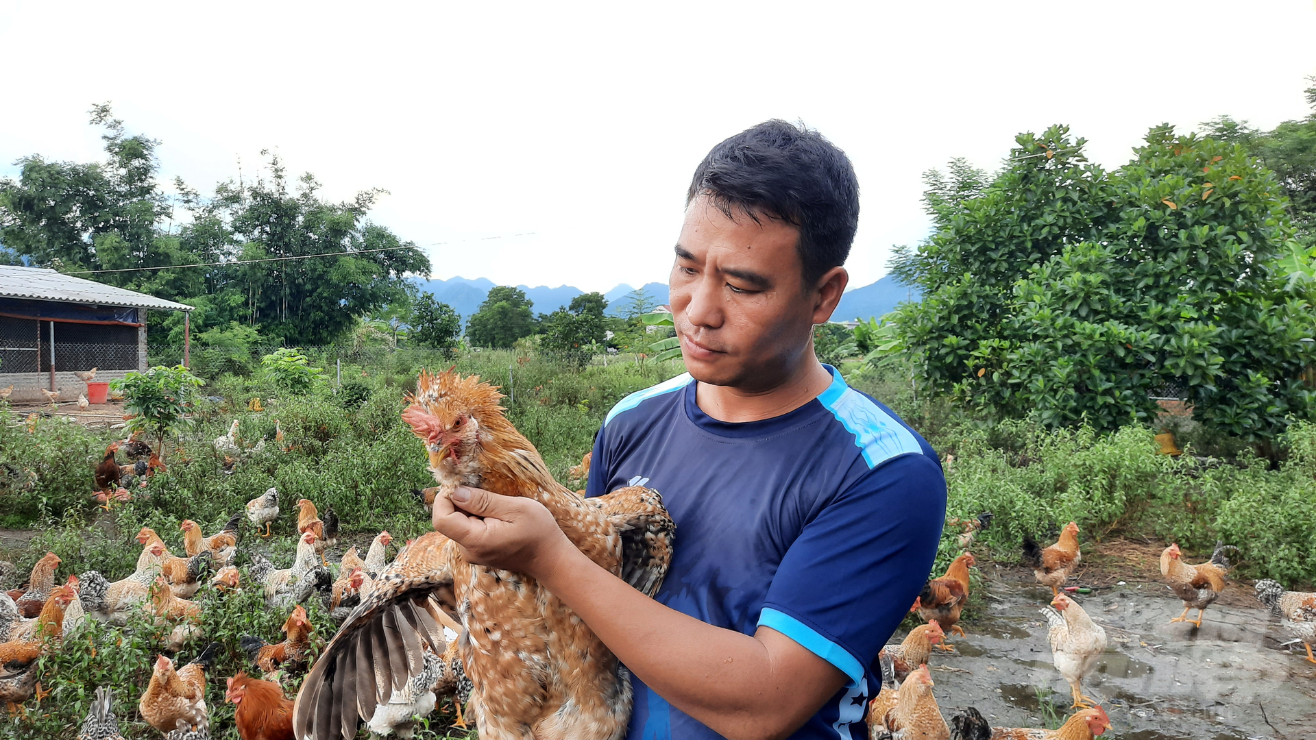 Anh Nguyễn Văn Tuyền, Giám đốc HTX Tuyền Hiền, người tiên phong phục tráng giống gà bản Đầm Hà. Ảnh: Nguyễn Thành.