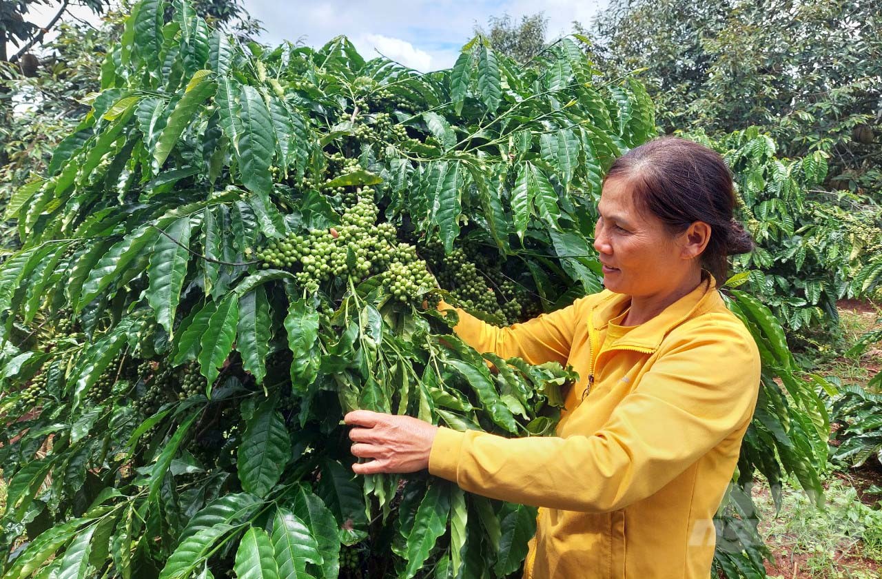 Cooperatives and enterprises in Dak Lak are focusing on producing high-quality coffee to meet market demand. Photo: Minh Quy.