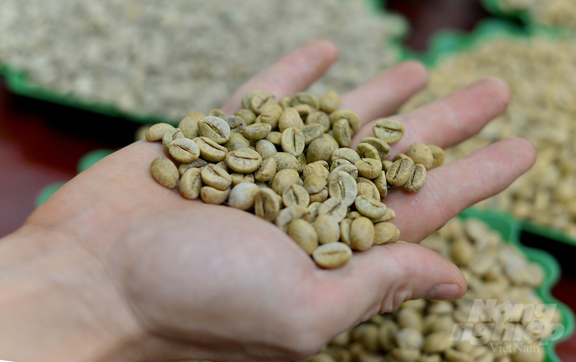 Coffee is one of the key crops in Lam Dong province. Each year, this locality exports about 90,000 tons, with a value of over USD 175 million. Photo: Minh Hau.