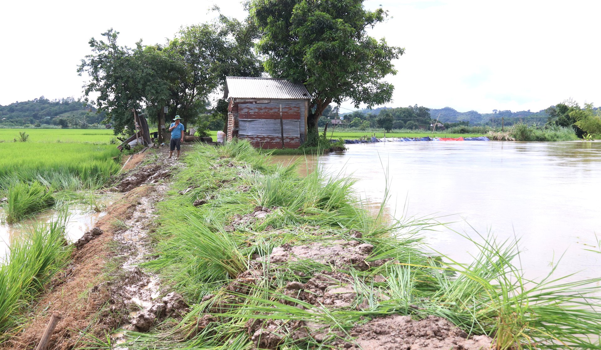 Đoạn bờ đê bị vỡ được gia cố tạm thời để cứu hàng nghìn ha lúa. Ảnh: Quang Yên.