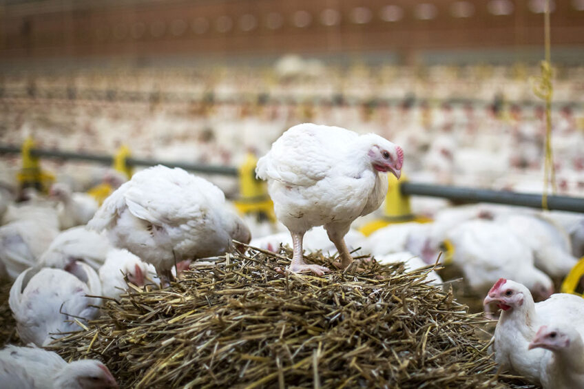 James Bentley, Hubbard technical director, says that breed choice and efficiency were critical for reducing the global warming potential for slower-growing birds. Photo: Diederik van der Lane