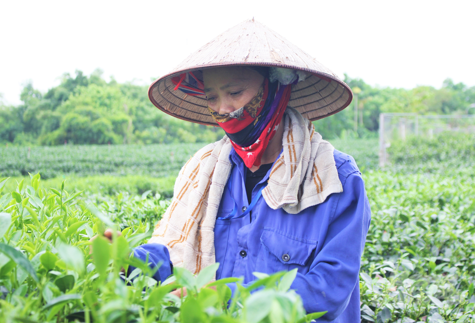 New tea varieties accounted for 82% of Thai Nguyen province's variety structure by the end of 2022. Photo: Hoang Anh.