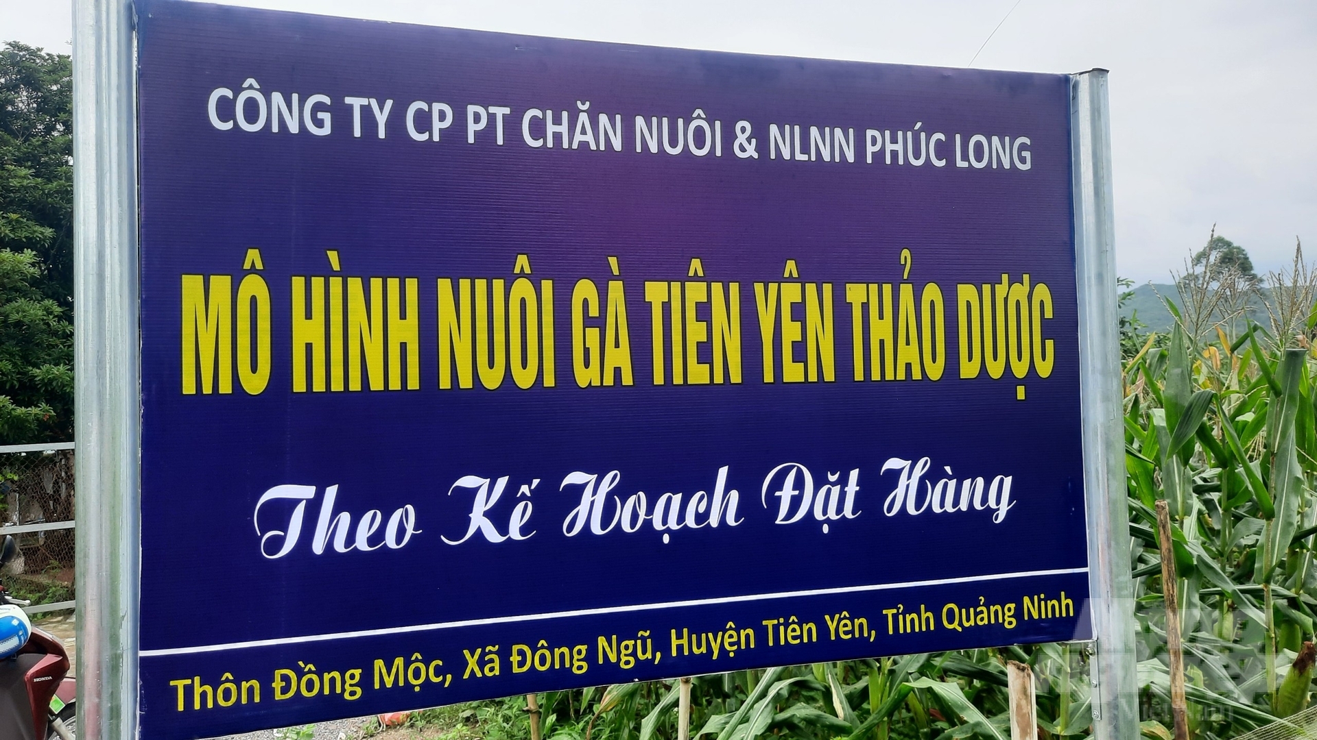 Hiện gà Tiên Yên thảo dược chỉ cung cấp theo đơn đặt hàng. Ảnh: Quang Dũng.