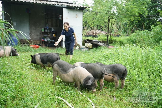 Mỗi sáng, bà Nguyễn Thị Loan lại cho lợn Móng Cái đi bộ, ăn các loại rau cỏ mọc trên đồi. Ảnh: Nguyễn Thành. 
