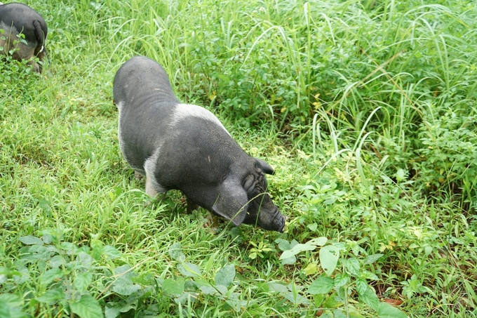 Việc ăn các loại rau cỏ kết hợp đi bộ 4 - 6 tiếng/ngày giúp lợn Móng Cái giảm lượng lớn mỡ, tăng chất lượng thịt. Ảnh: Quang Dũng.