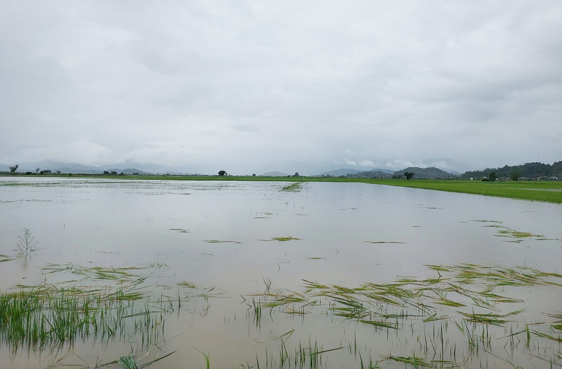 Hơn 750ha lúa của người dân huyện Lắk chìm trong nước. Ảnh: Quang Yên.