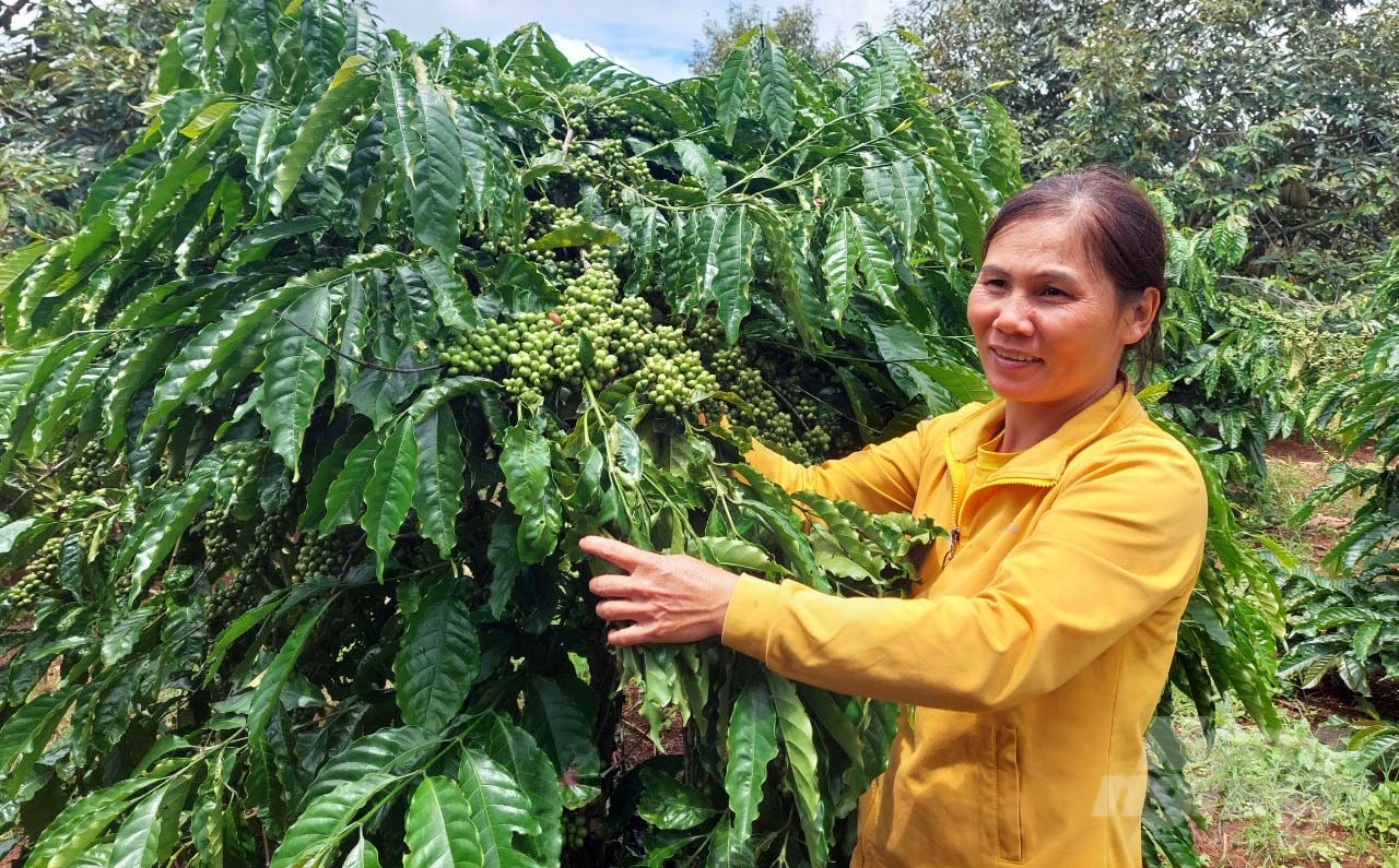 Currently, coffee farmers in Dak Lak practice production according to agricultural standards such as 4C, UTZ, etc. to improve product value. Photo: Minh Quy.