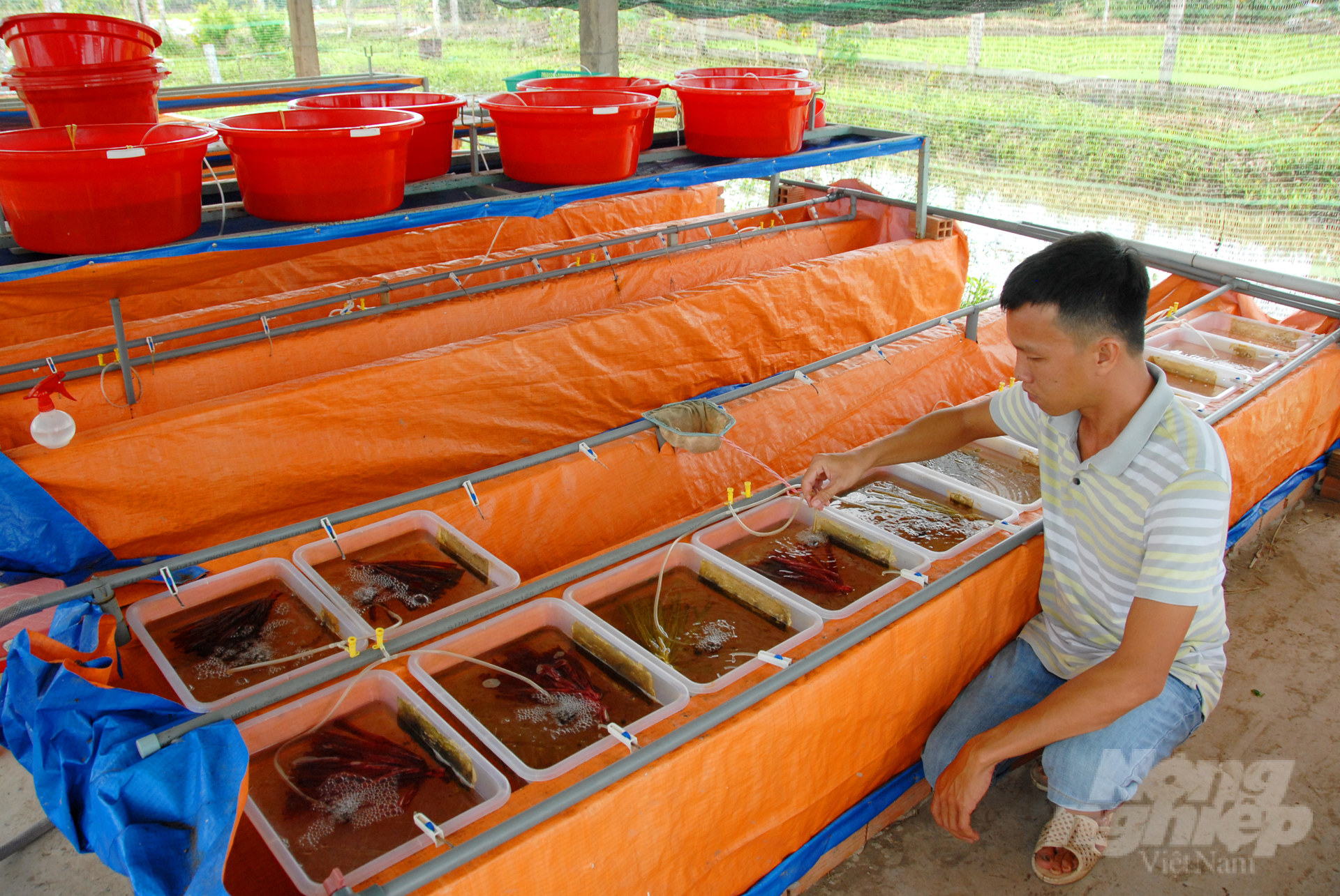 Anh La Hữu Lộc ở phường Thới An Đông, quận Bình Thủy, TP Cần Thơ là chủ trại lươn giống Tam Lộc, mỗi năm cung cấp ra thị trường khoảng 1 triệu con giống cho nông dân ĐBSCL.
