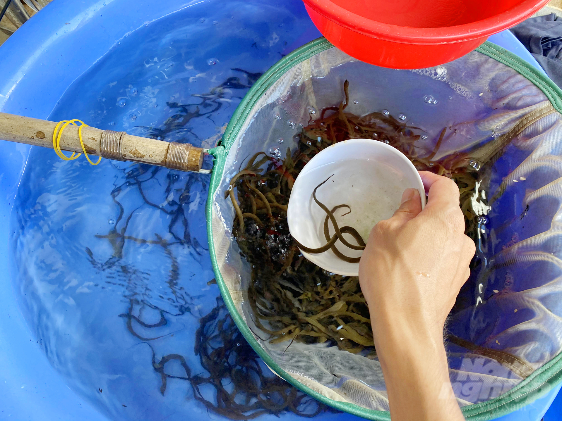 Hiện tại, với số lượng 130 bồn nuôi lươn giống, trang trại của anh Lộc mỗi năm cung cấp ra thị trường khoảng 1 triệu con giống cho bà con ở khu vực ĐBSCL.