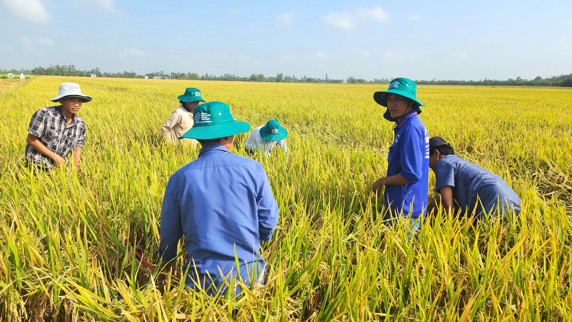 Ít nhất 1 triệu nông dân trồng lúa ở ĐBSCL được hưởng lợi trực tiếp từ Đề án 1 triệu ha lúa chất lượng cao gắn với tăng trưởng xanh. Ảnh: Kim Anh.