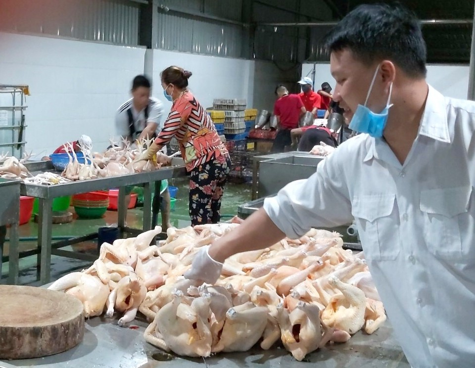 Binh Dinh Sub-Department of Livestock Production and Animal Health has increased the frequency of active surveillance sampling in concentrated slaughterhouses in order to detect the early signs of diseases for proactive prevention. Photo: V.D.T.