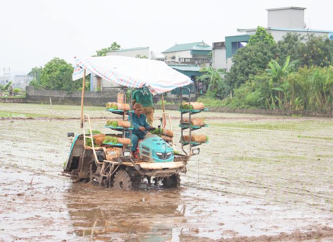 In the Red River Delta, the percentage of rice-planting area by machine is only about 12%. Photo: Trung Quan.