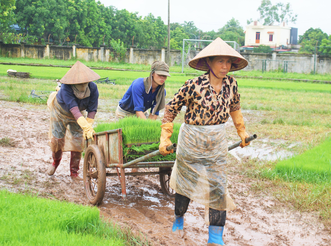 The fragmented cultivation area is one of the barriers that makes the rate of mechanized rice transplanting in the Red River Delta still very low. Photo: Hoang Anh.