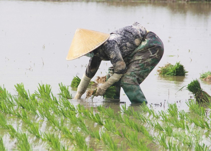 People's demand for rice transplanting by machines is increasing, but the capacity of the machines is still not guaranteed. Photo: Trung Quan.