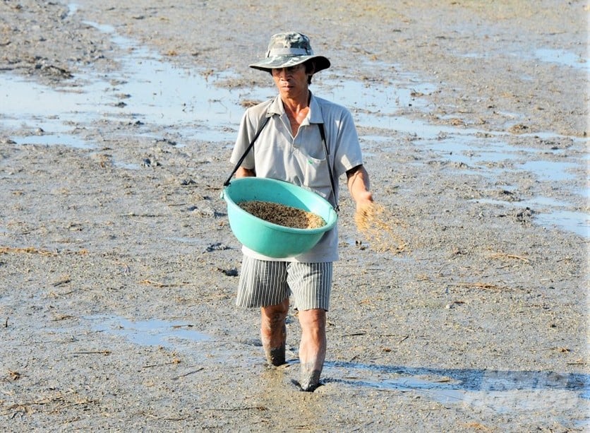 People in many localities have the practice of direct sowing so they are afraid to change the new transplanting method. Photo: Hoang Anh.