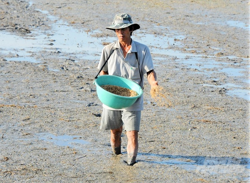 Người dân ở nhiều địa phương có tập quán gieo thẳng (gieo vãi) nên ngại khi phải chuyển đổi hình thức cấy mới. Ảnh: Hoàng Anh.