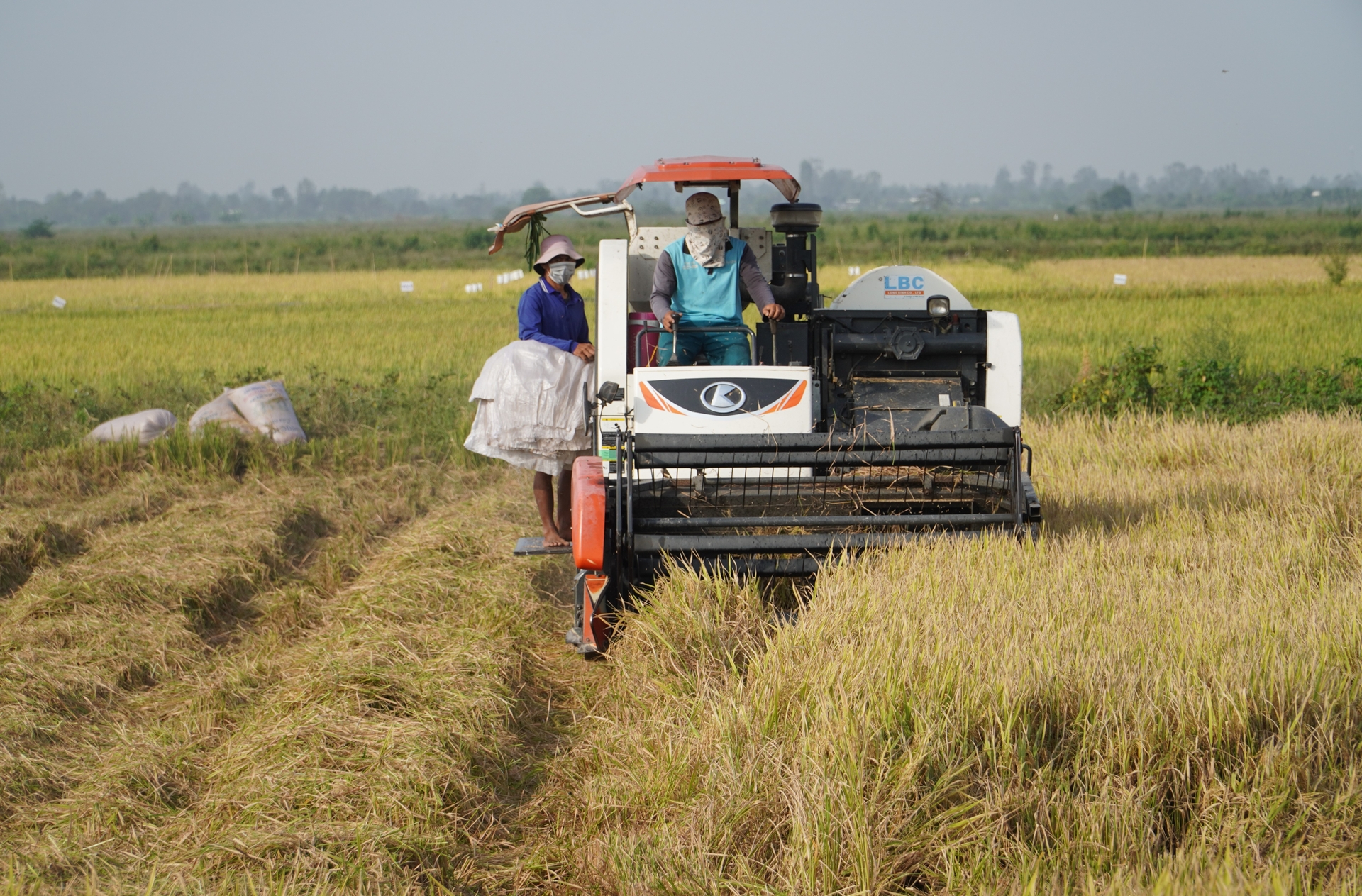 Nếu áp dụng tốt, đồng thời các biện pháp kỹ thuật có thể giúp ngành hàng lúa gạo ĐBSCL giảm 8 - 12 triệu tấn CO2e mỗi năm. Ảnh: Kim Anh.