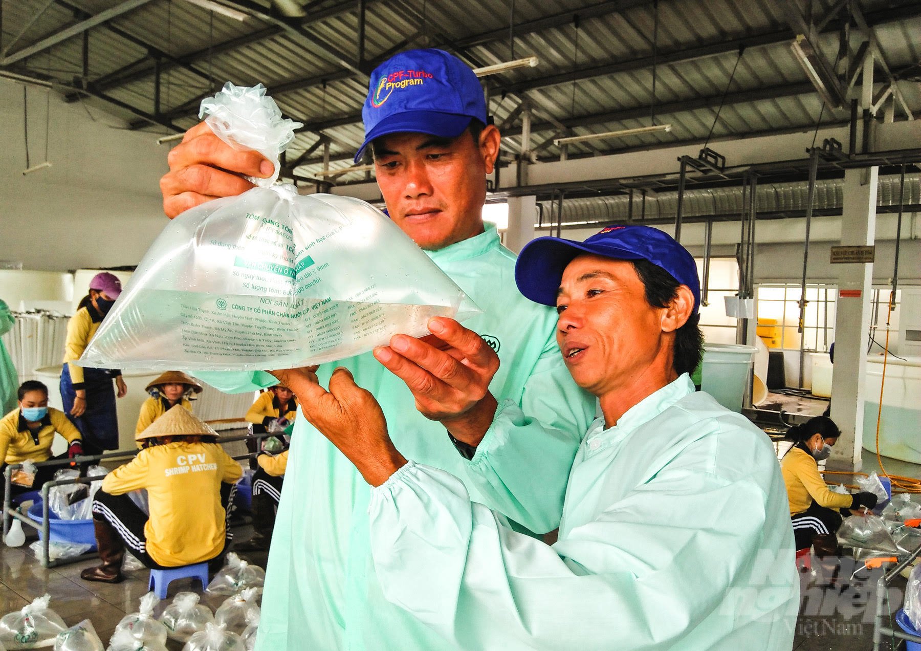 Soc Trang aquaculture farmers are in dire need of quality shrimp fingerlings. Photo: Huu Duc.