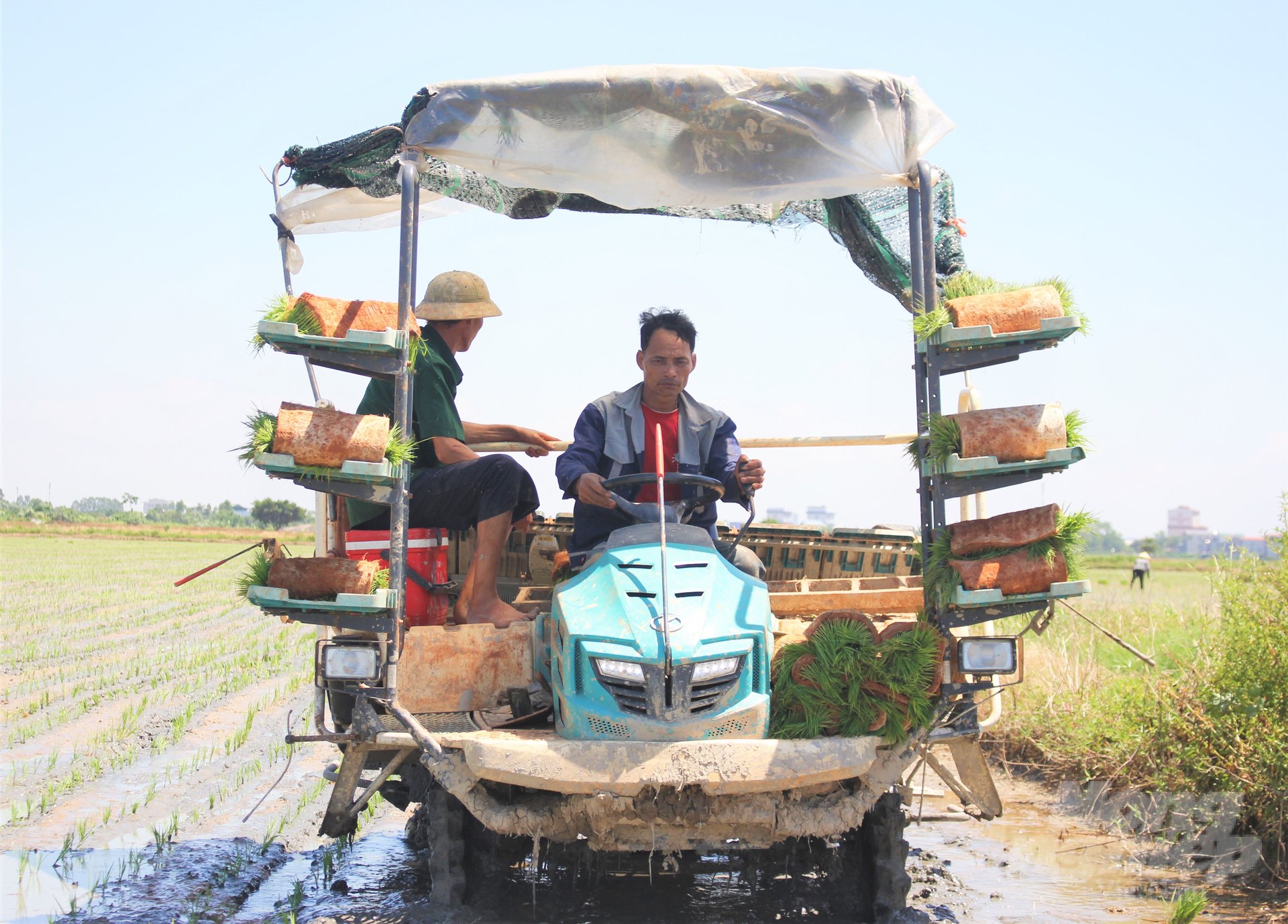 Using a transplanter-plating tray is considered a solution to solve many 'bottlenecks' in rice production at the same time. Photo: Trung Quan.