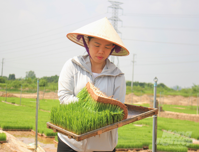 Ms. Nguyen Thi Tuyet, technical officer of Hung Yen Agricultural Seed Center, said that transplanting machines help reduce seasonal pressure and overcome labor shortages. Photo: Trung Quan.