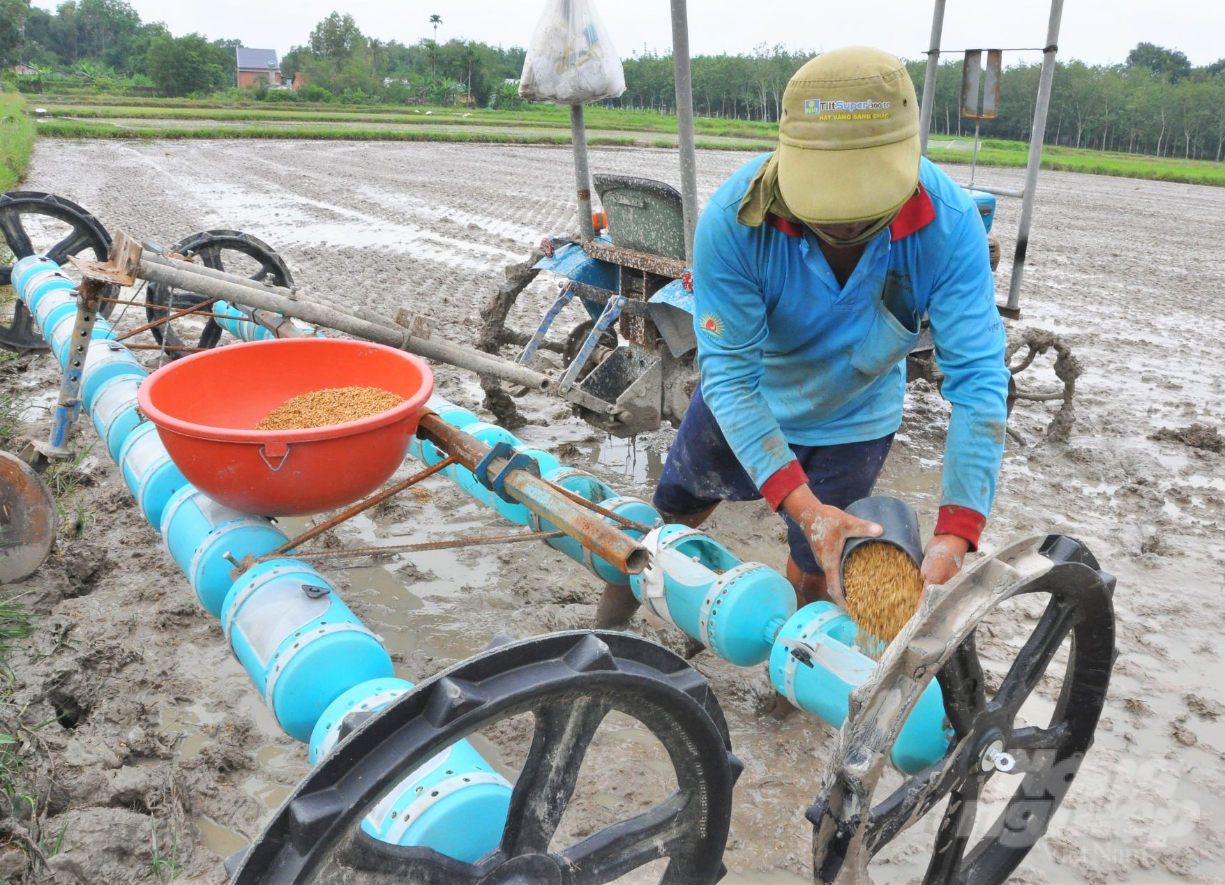 The sowing method when applied in the Red River Delta provinces has revealed certain limitations. Photo: HA.