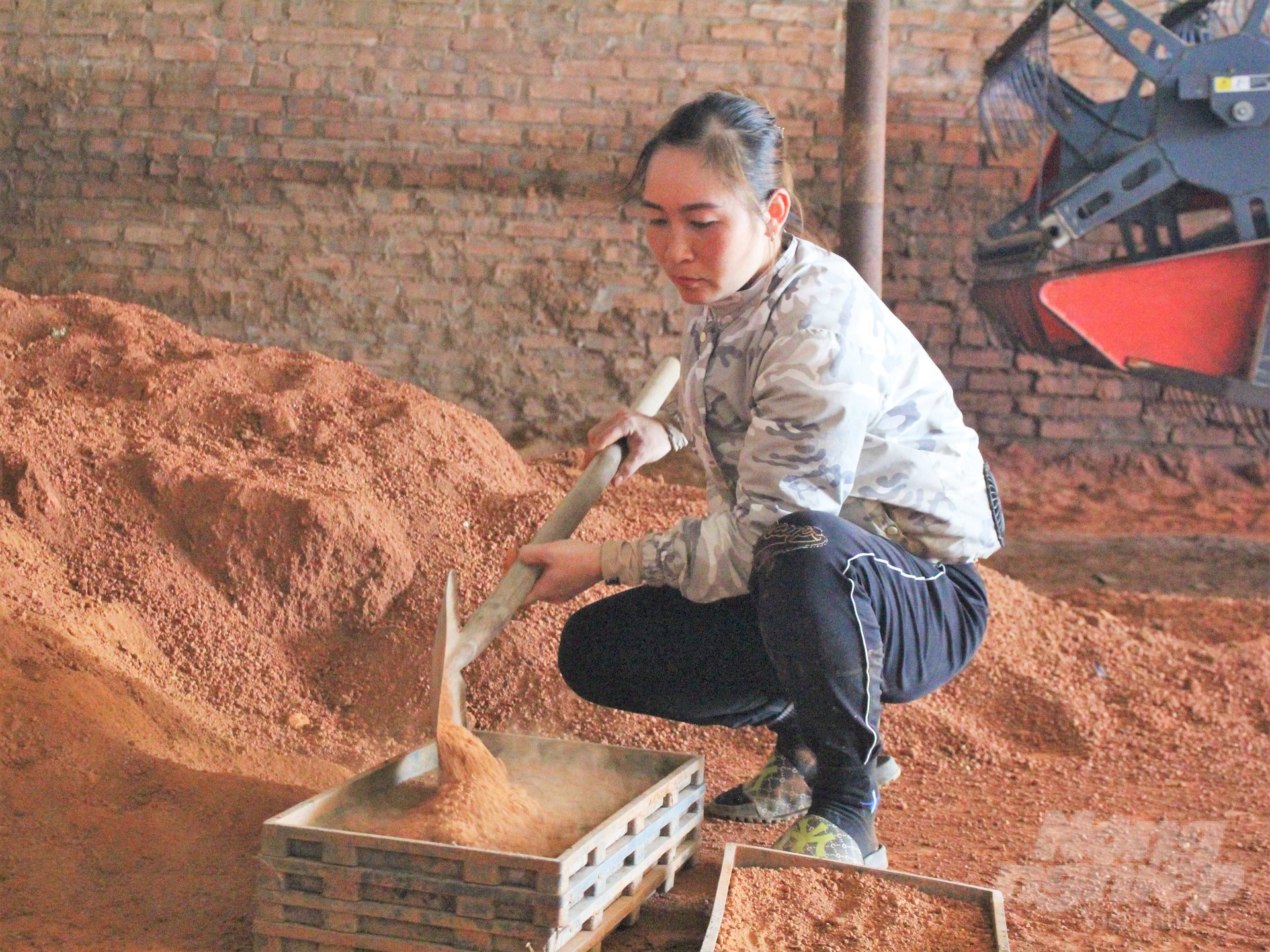 HTX Dịch vụ cơ giới hóa nông nghiệp Tân Hồng, thôn Mộ Trạch, xã Tân Hồng (Bình Giang, Hải Dương) đang gặp nhiều khó khăn khi diện tích sản xuất mạ khay hạn hẹp. Ảnh: Trung Quân.