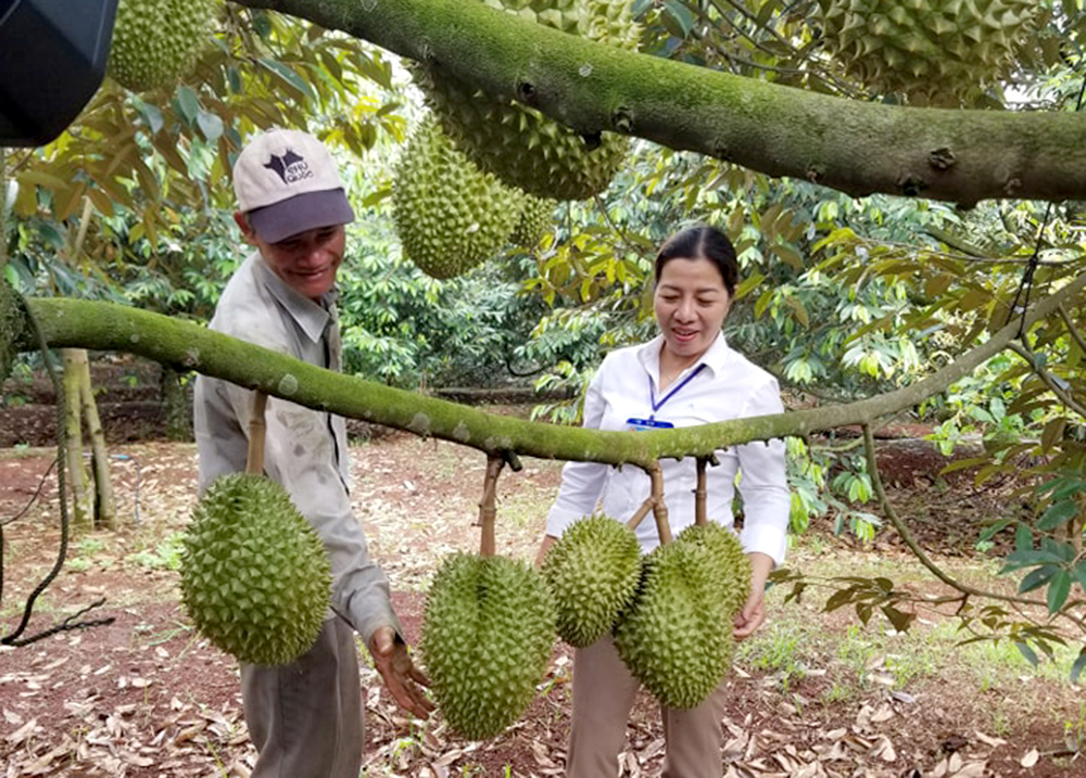 Vietnam reportedly produced 1 million tons of durian in 2023. Photo: Son Trang.