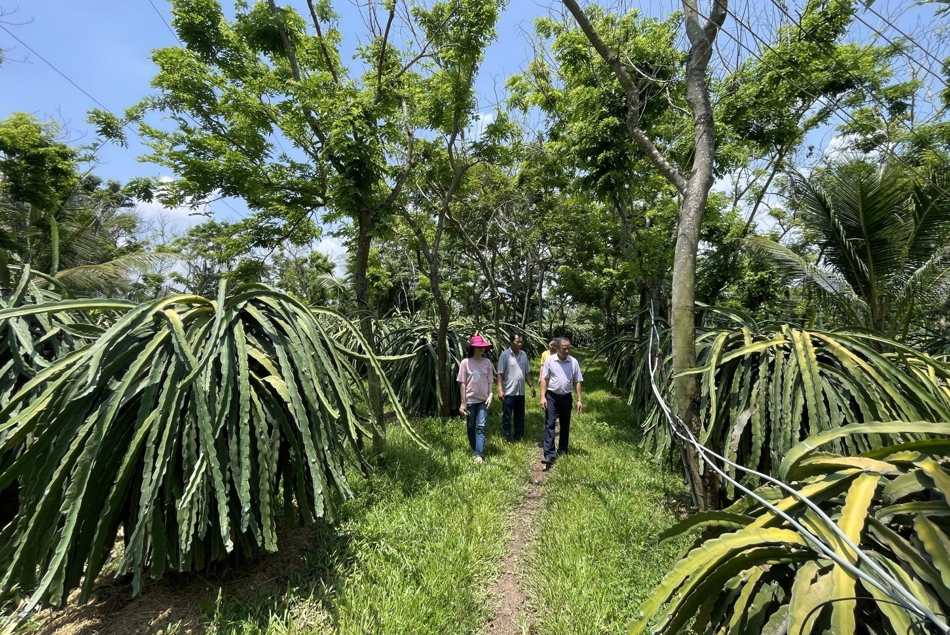 Trung tâm Khuyến nông Bình Thuận khảo sát vườn thanh long sản xuất theo hướng 'xanh hóa'. Ảnh: KS.