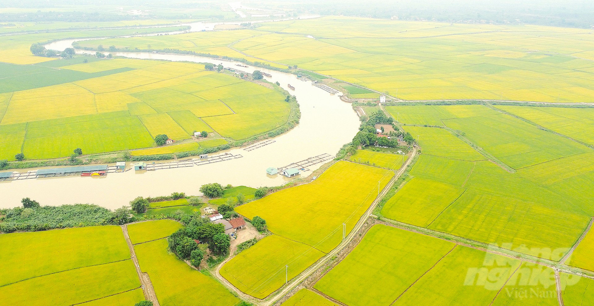 Cánh đồng lúa ST của HTX Nông nghiệp Buôn Choah bên dòng sông K'rông Nô. Ảnh: Hồng Thủy.