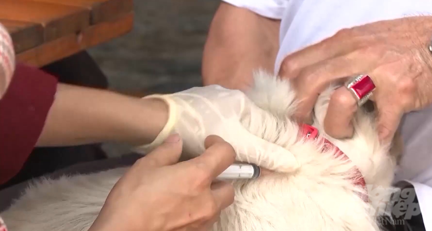 Ngành thú y tỉnh Đồng Nai đang phấn đấu sẽ phủ vacxin ngừa bệnh dại tại địa phương đạt hơn 90%. Ảnh: Lê Bình.
