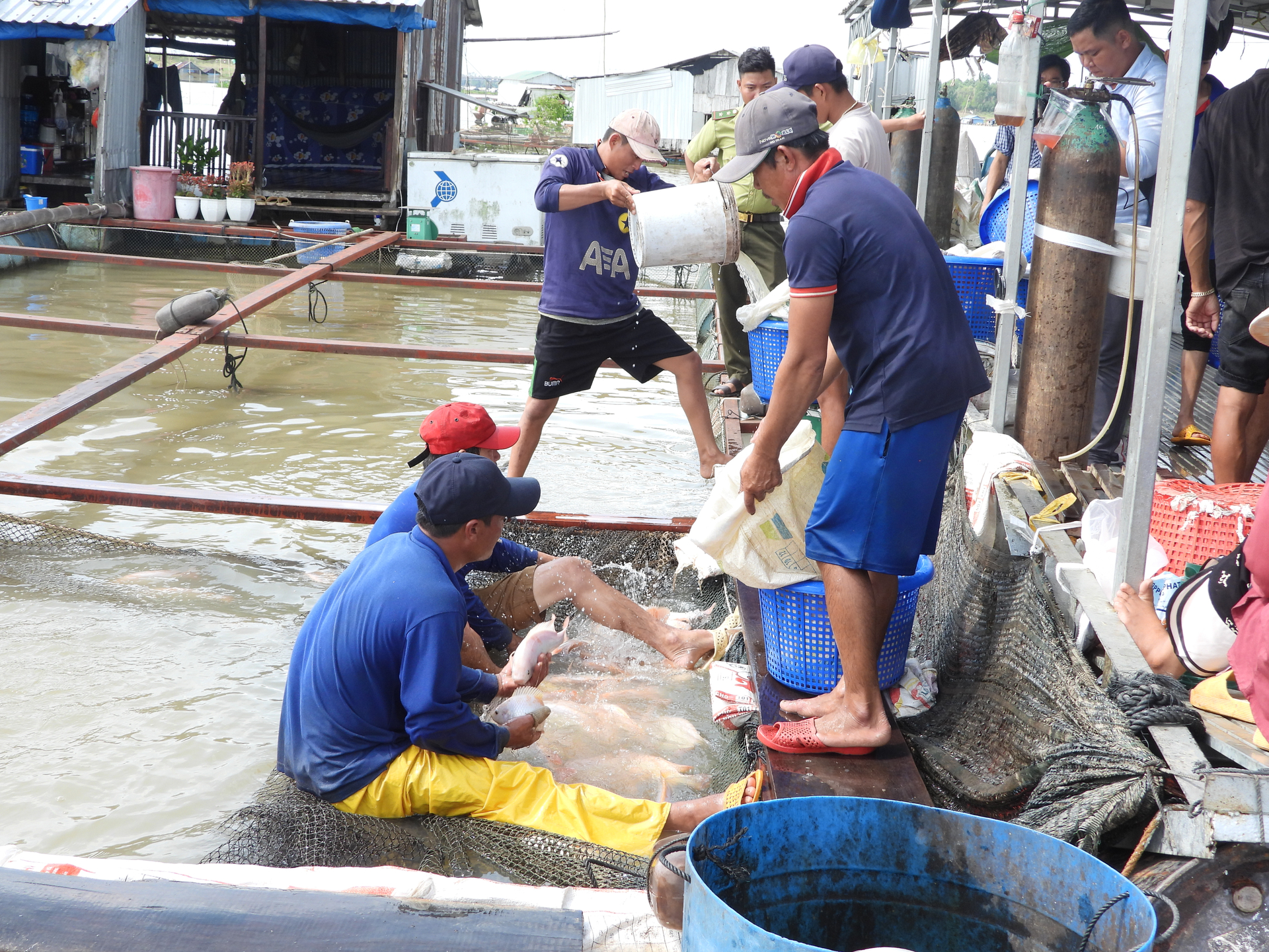 Người nuôi cá lồng bè trên sông La Ngà chủ động xuất cá bán trước lũ để giảm rủi ro thiệt hại do thiên tai. Ảnh: Trần Trung.