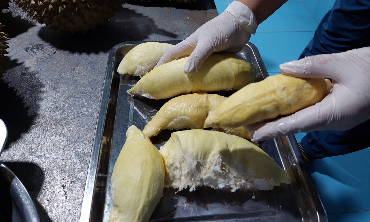 Mr. Huy's farm leave durians to ripen naturally. Photo: Quang Yen.