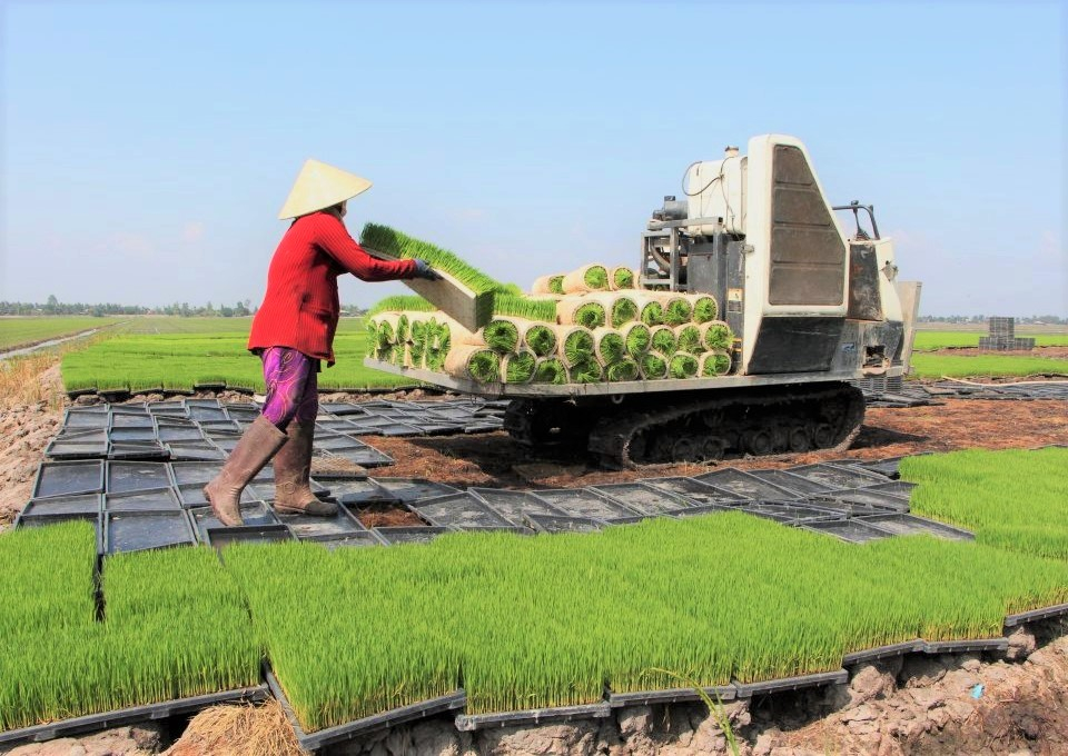 The establishment of plating trays is facing many difficulties due to limited land or not being able to change the current status of the land. Photo: Hoang Anh.