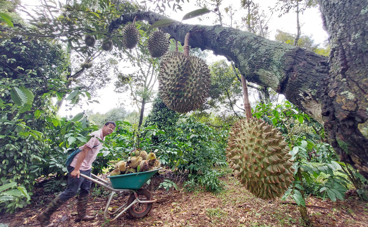 Sầu riêng của Nông trại Dang Farm trồng theo hướng hữu cơ và để chín rụng tự nhiên. Mỗi ngày anh Đặng Văn Huy phải đi lượm sầu riêng chín rụng ngoài vườn. Ảnh: Quang Yên.