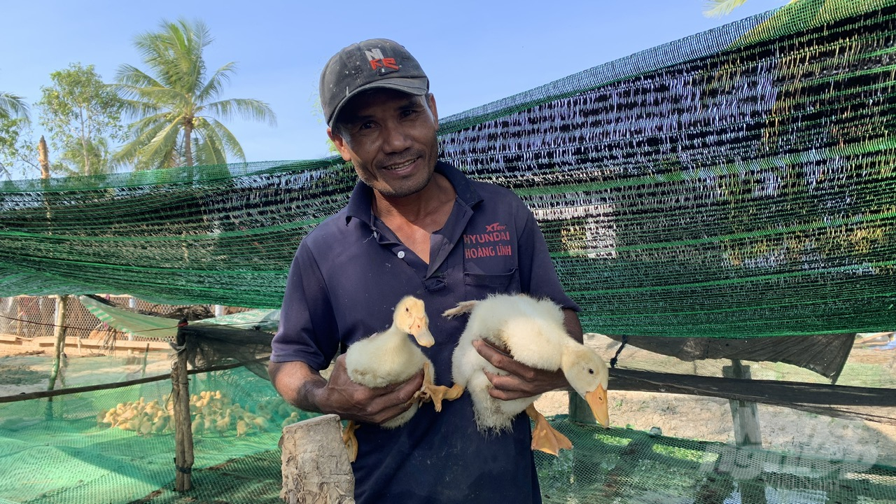 Công tác tiêm phòng vacxin trên địa bàn tỉnh Trà Vinh thực hiện nghiêm ngặt giúp nông dân an tâm chăn nuôi. Ảnh: Hồ Thảo.