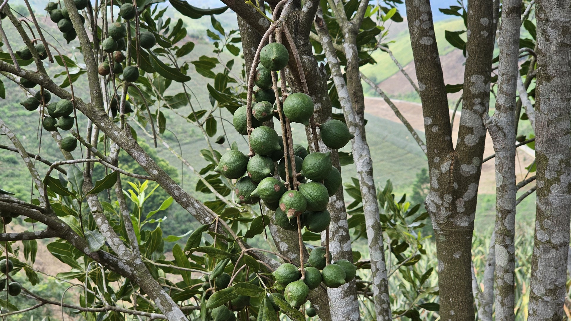 Currently, a number of macadamia areas in Tam Duong district (Lai Chau) have initially shown positive results. Photo: T.L.