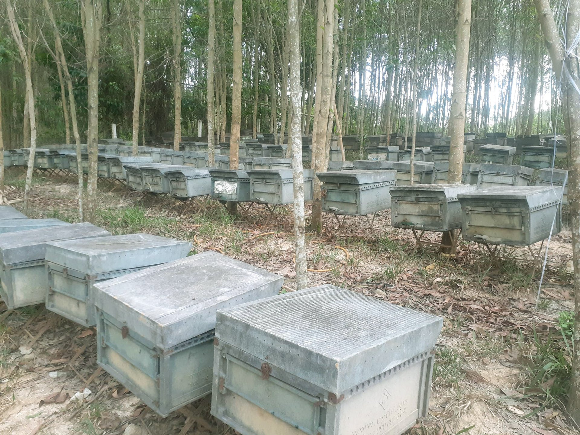 Nghe An with spiky acacia hills has created favorable conditions to attract farm beekeeping. Photo: Huy Thu.