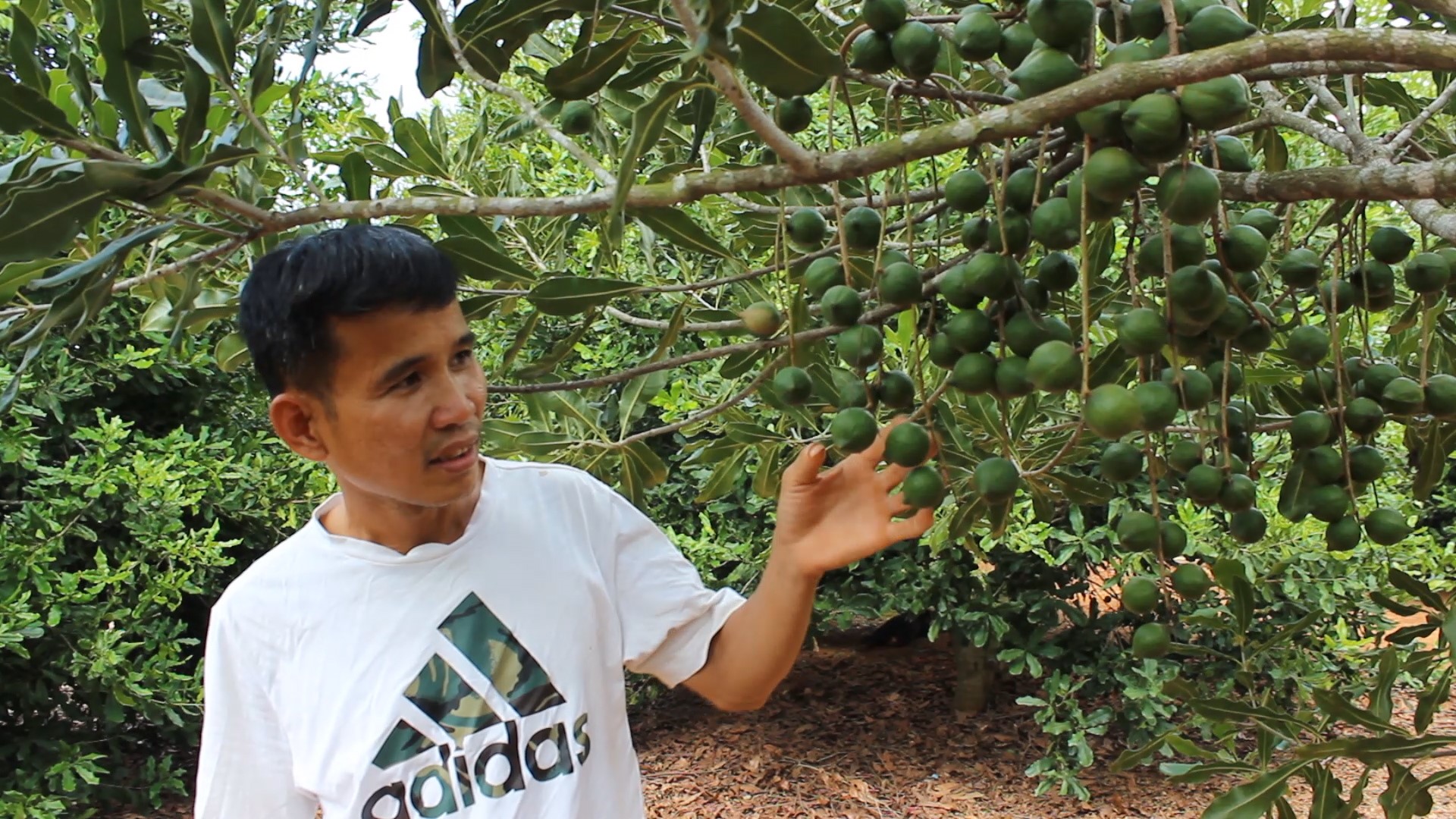 Climate, seedlings determine the success of macadamia tree