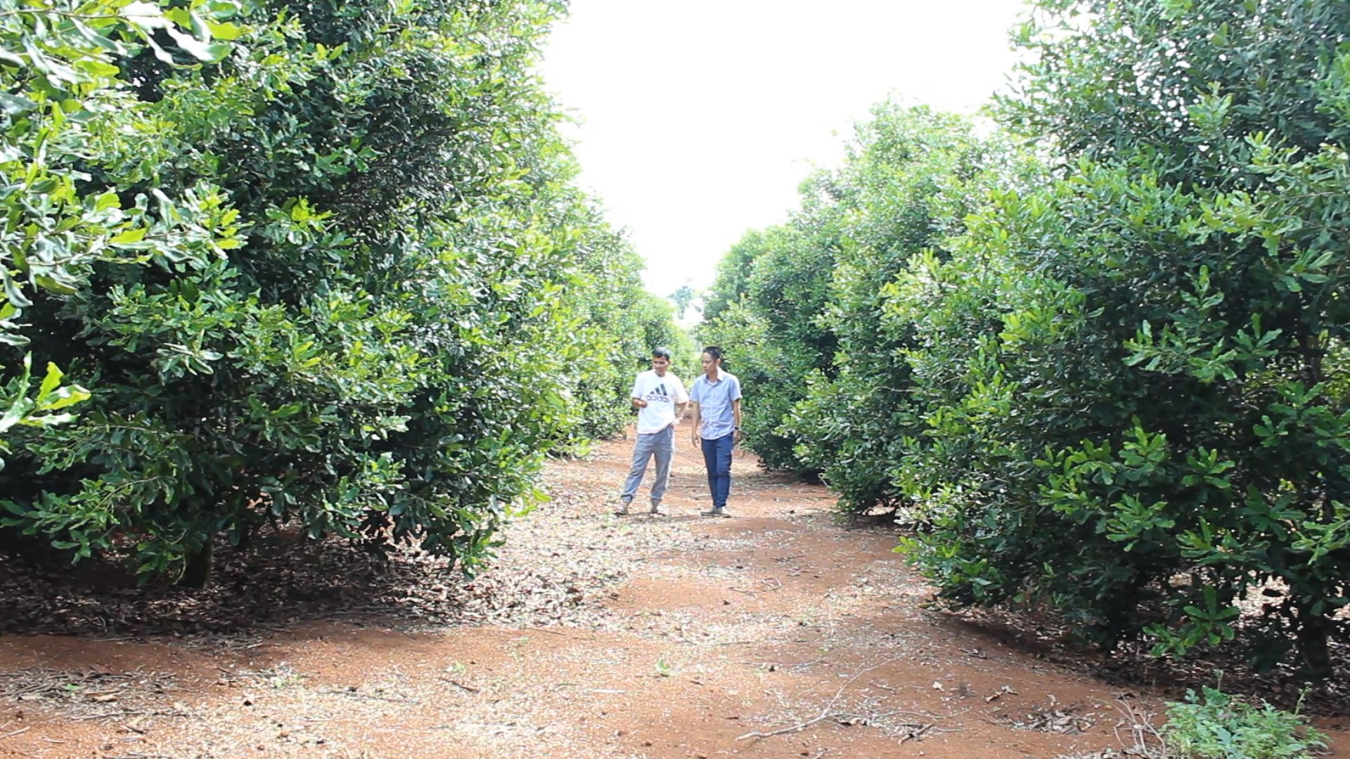 Macadamia is only suitable for ecological areas with an altitude of 500m or more and a suitable temperature background. Photo: Tuan Anh.