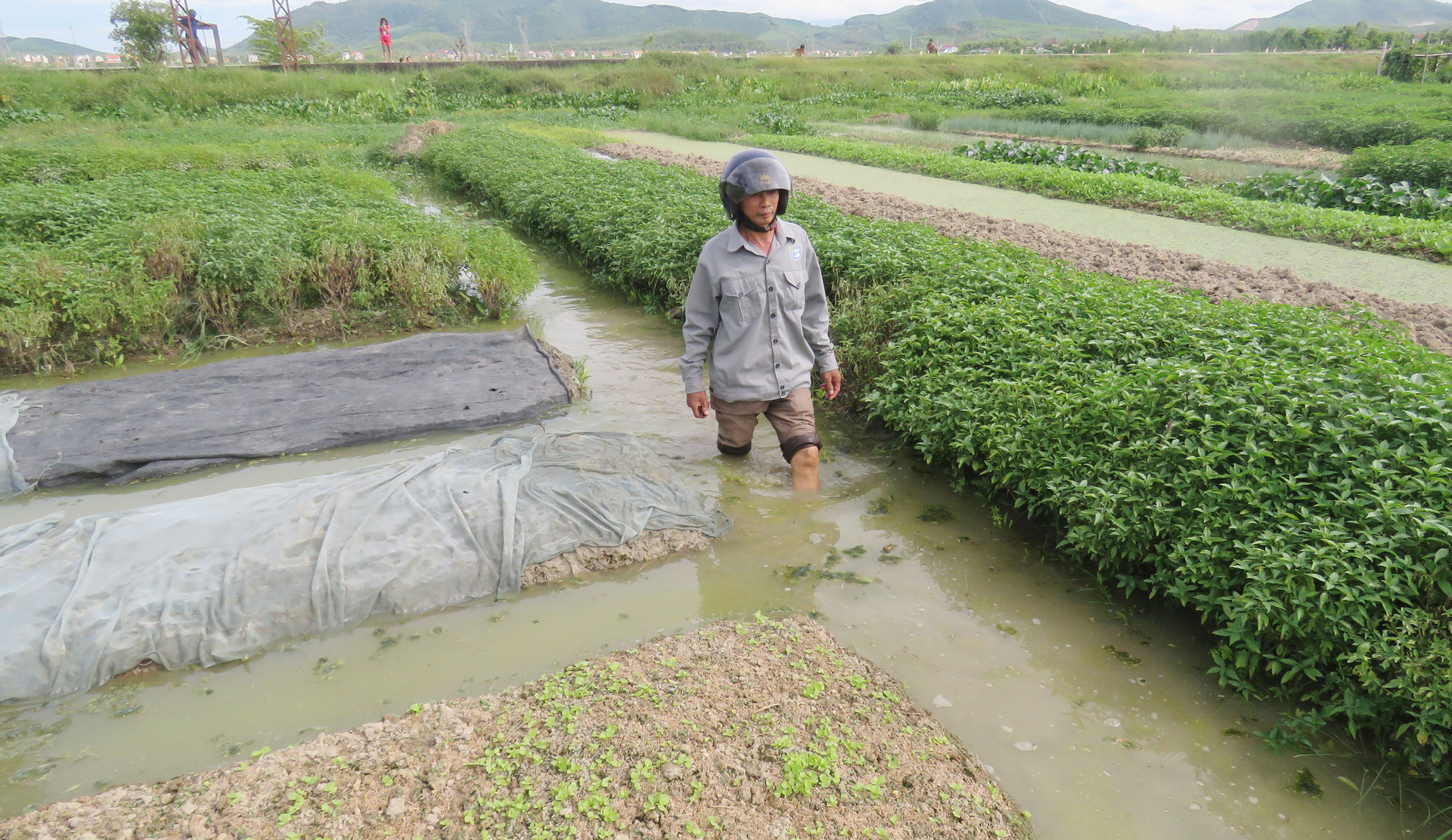 Ruộng rau ở xã Quảng Hòa bị ngập do nước thất thoát từ kênh chính. Ảnh: T.Phùng.