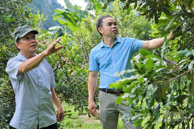 Macadamia should only be grown from transplanted seedlings with shoots that are good varieties and supplied from reputable, licensed producers. Photo: TL.