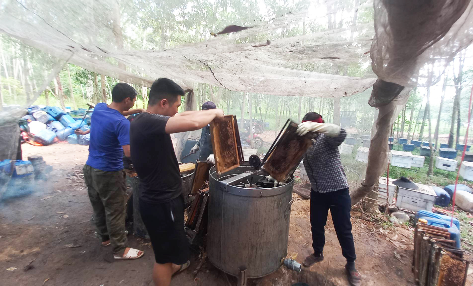 On average, in the middle of the honey season, about 7-10 days, the bee farms will rotate once. Now the price of honey has dropped dramatically, so many bee farms in Nghe An have stopped harvesting honey. Photo: Huy Thu.