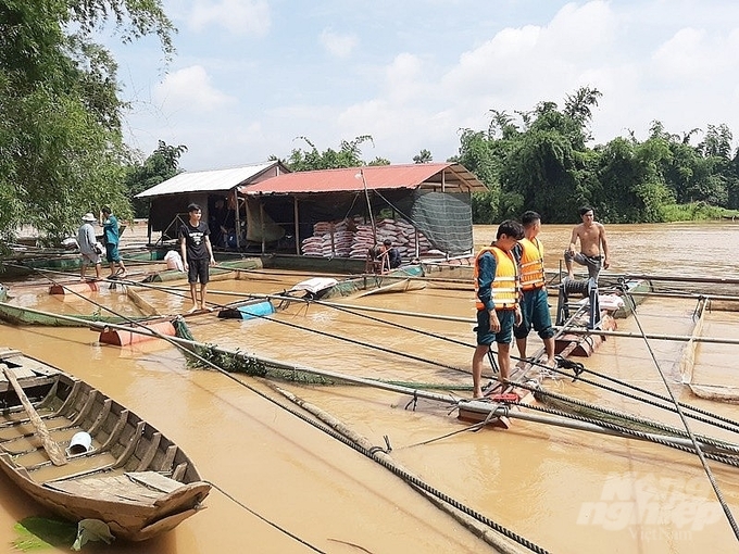 Người nuôi cá trên sông thức trắng đêm lo lắng canh cá và tìm cách cột chặt bè cá trong dòng nước lũ do mưa lớn kéo dài. Ảnh: VT.