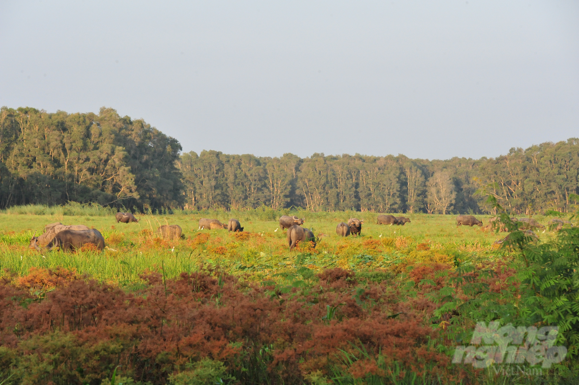 Within ten years (from 2023 to 2033), the project aims to sustain 150 cranes with a minimum of 100 successful cases. The released cranes can reproduce and survive on their own in the wild. Photo: Le Hoang Vu.