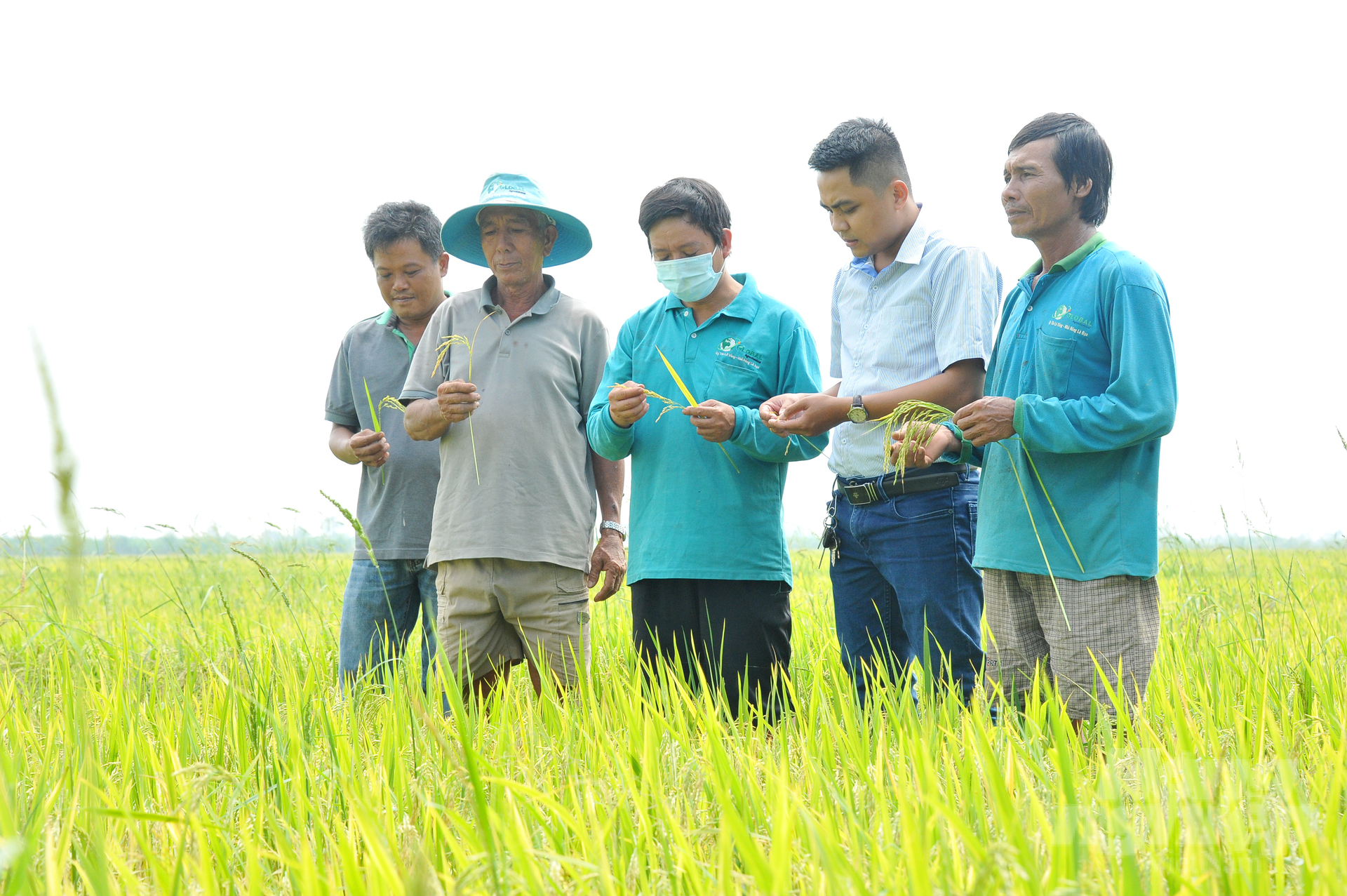 Nhiều nông dân ở huyện Tân Hiệp - Kiên Giang phấn khởi khi sử dụng bộ sản phẩm của Công ty Nông dược Toàn Cầu luôn giúp lúa kiểm soát được sâu bệnh và tăng năng suất. Ảnh: Lê Hoàng Vũ.
