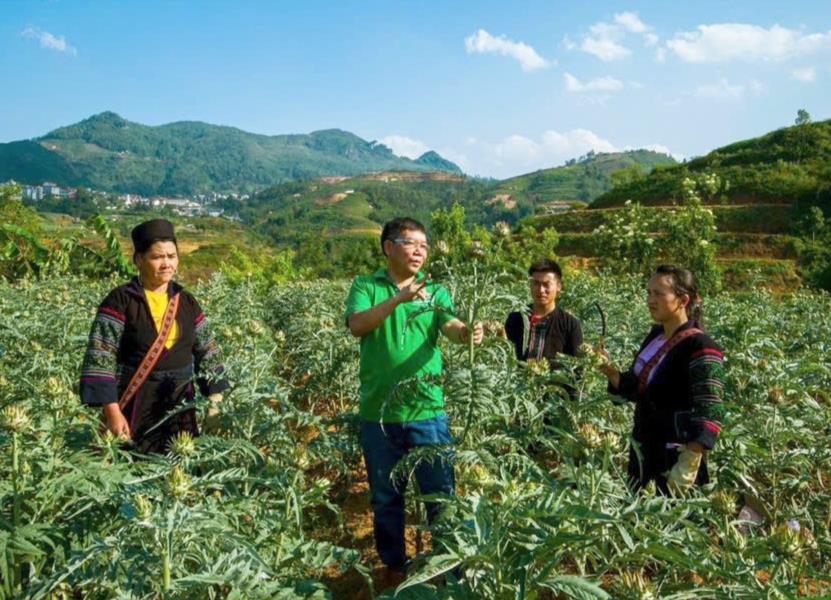 Cây dược liệu được trồng nhiều ở Sa Pa, Bắc Hà, Si Ma Cai, Bát Xát (Lào Cai) với nhiều loài quý. Ảnh: Lưu Hòa.